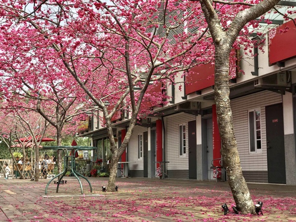 伴櫻花入睡!8間櫻花住宿推薦:奢華系露營、歐洲莊園風,一踏出房門就能將櫻花擁入懷