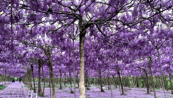 超夢幻「淡水紫藤園」3月開放!上千株紫藤花海浪漫盛開,限期兩周必朝聖