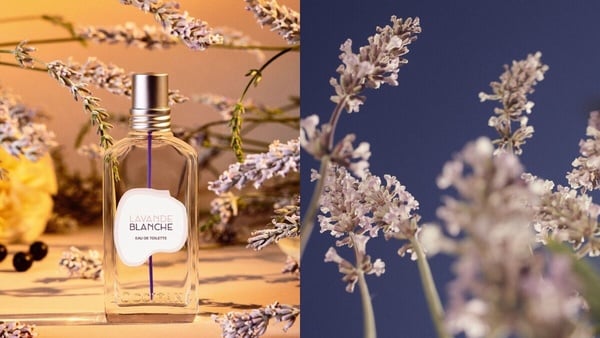 Dcard好評「麝香香水」推薦！Le labo、 BYREDO高級感偽體香 ，GD同款香水是它！