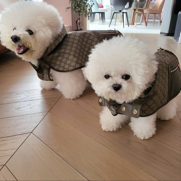 明星寵物們的名牌行頭：Gucci寵物衣
