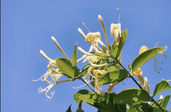 陸網爆紅「12星座代表花」公開!解析你的性格&花語,雙子座是薰衣草、射手座是康乃馨