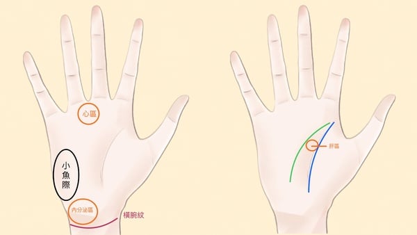 手相怎麼看？「男左女右」竟是錯誤觀念，5條主掌紋解析一次看