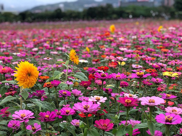 2023台北下半年花海推薦TOP6!11萬盆向日葵爆炸盛開、陽明山絕美秋芒花浪一次看!