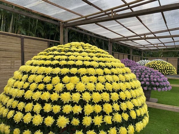 2023台北下半年花海推薦TOP6!11萬盆向日葵爆炸盛開、陽明山絕美秋芒花浪一次看!