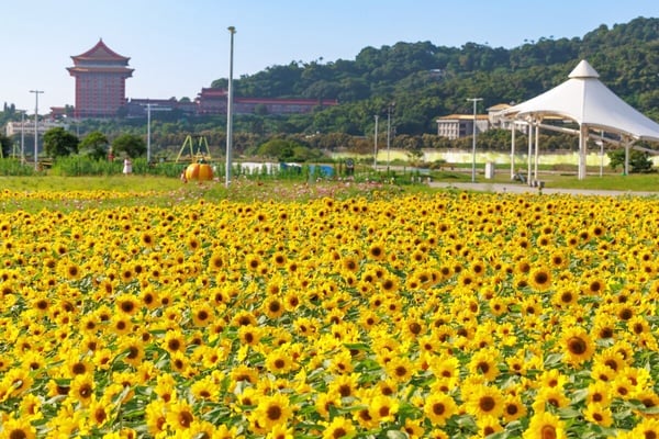 2023台北下半年花海推薦TOP6!17萬盆向日葵爆炸盛開、陽明山絕美秋芒花浪一次看!