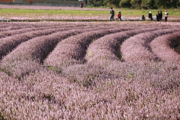 2023台北下半年花海推薦TOP6!17萬盆向日葵爆炸盛開、陽明山絕美秋芒花浪一次看!