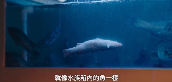 《無人島的DIVA》劇情隱喻