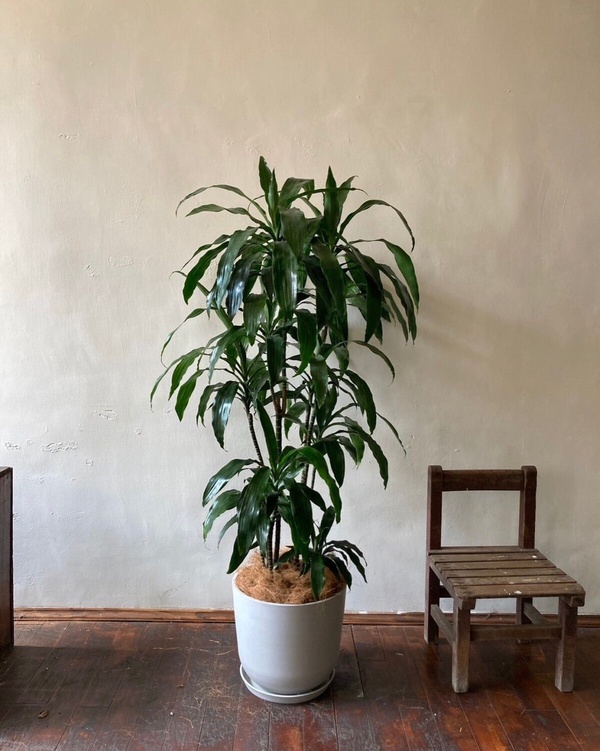 2024室內植物10款推薦2024室內植物10款推薦