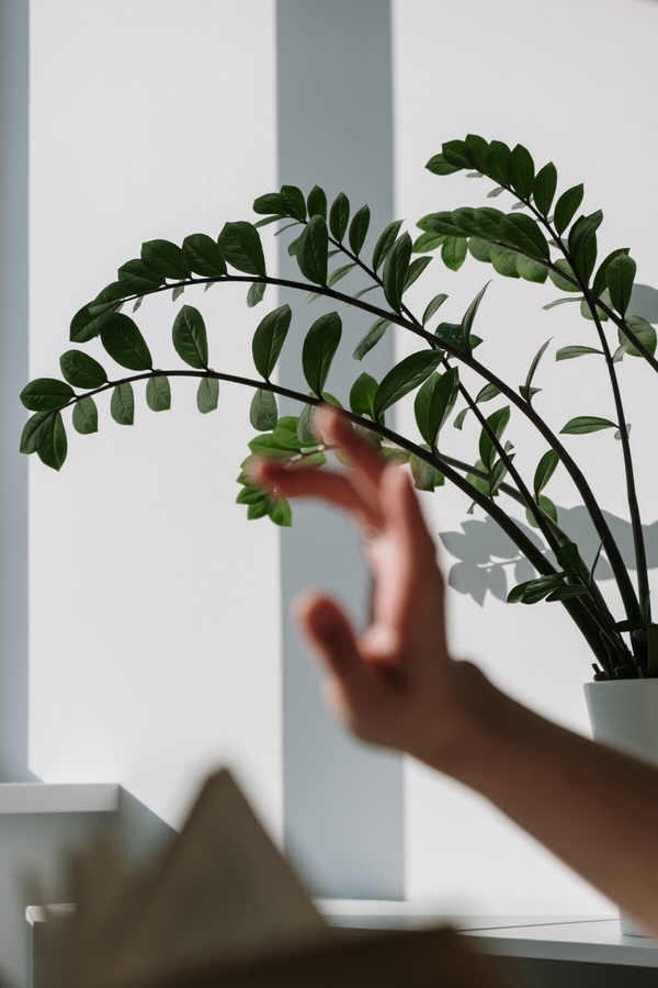2024室內植物10款推薦2024室內植物10款推薦