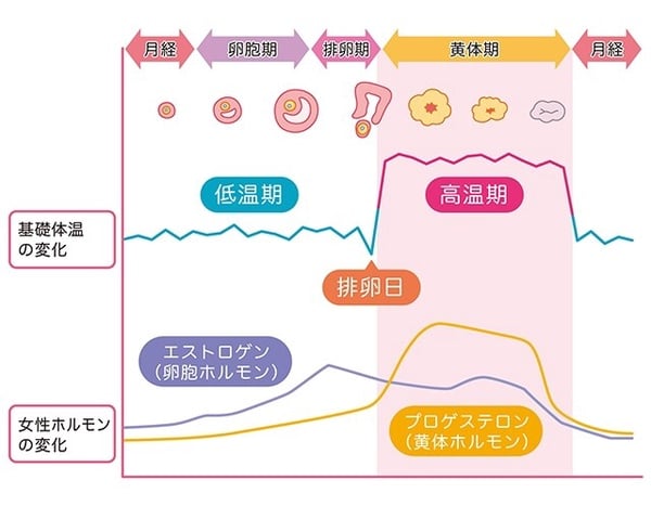 40歲月經沒來是更年期還是懷孕?從基礎體溫、週期辨認是更年期或懷孕