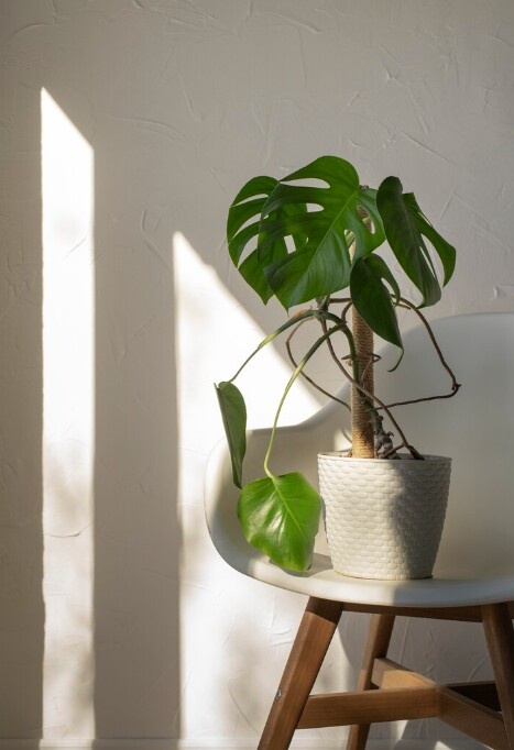 室內植物正夯!「龜背芋」超詳細新手照護指南,「這樣擺」招好運、招財還能消除負能量