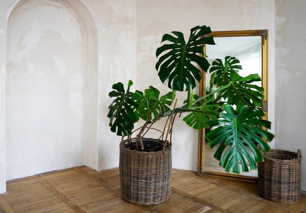 室內植物正夯!「龜背芋」超詳細新手照護指南,「這樣擺」招好運、招財還能消除負能量