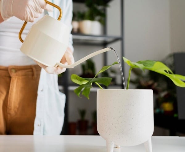 室內植物正夯!「龜背芋」超詳細新手照護指南,「這樣擺」招好運、招財還能消除負能量