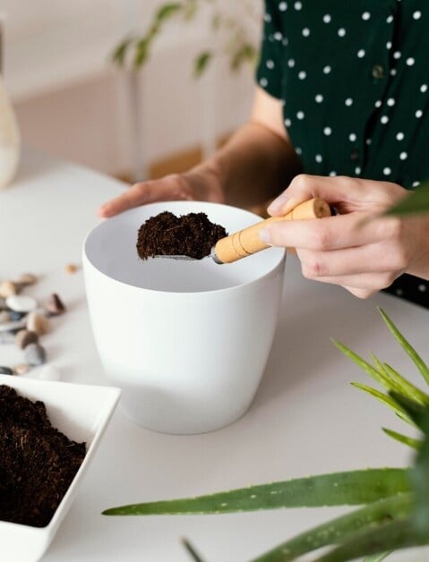 室內植物正夯!「龜背芋」超詳細新手照護指南,「這樣擺」招好運、招財還能消除負能量