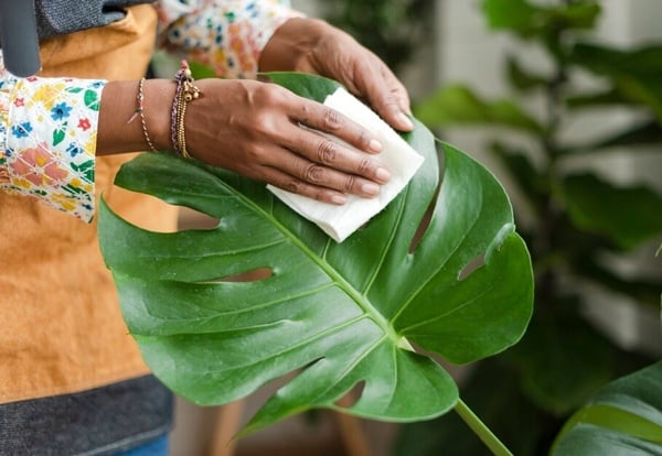 室內植物正夯!「龜背芋」超詳細新手照護指南,「這樣擺」招好運、招財還能消除負能量