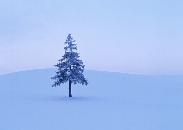 10個北海道打卡景點推薦：北海道三大夜景之一「藻岩山夜景」、IG超夯「美瑛町聖誕樹」