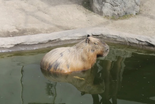 北海道景點4：旭山動物園