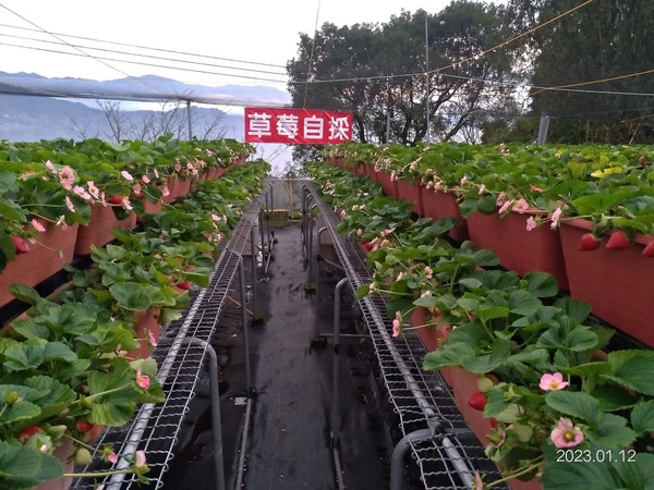 草莓園推薦＃6：大湖紅香草莓園