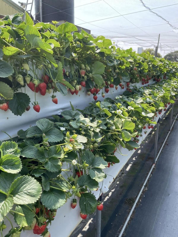 草莓園推薦＃7：六合高架牛奶草莓農場