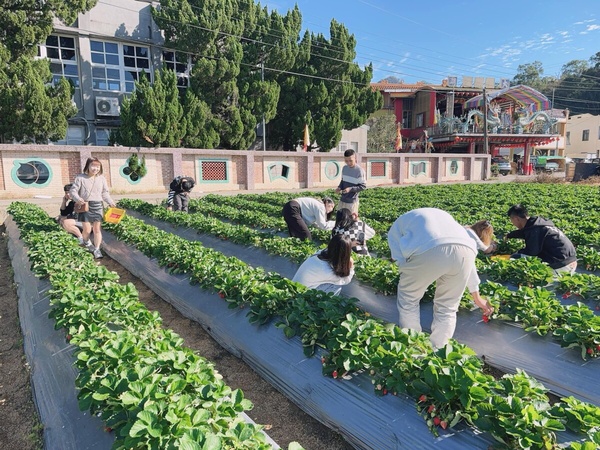 草莓園推薦＃8：大湖巧合草莓園 