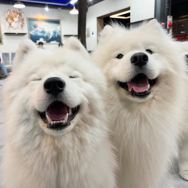 「微笑天使」薩摩耶犬照顧攻略!6大療癒特點超受歡迎,飼養注意事項&健康問題一次看