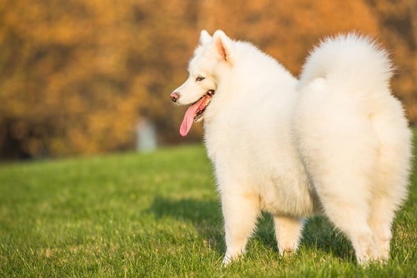 「微笑天使」薩摩耶犬照顧攻略!6大療癒特點超受歡迎,飼養注意事項&健康問題一次看