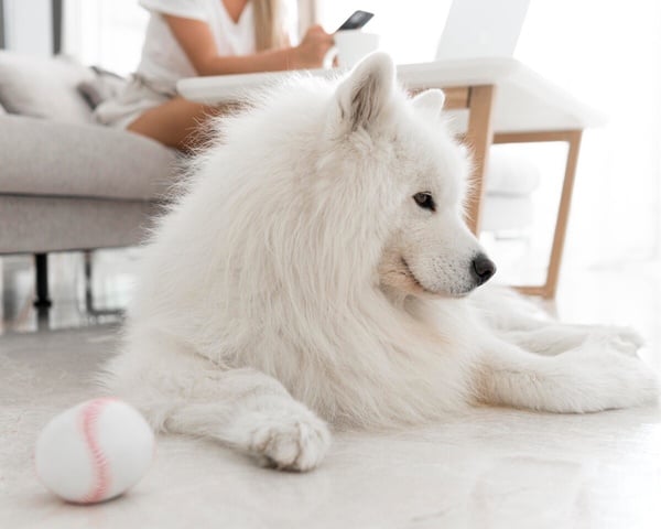 「微笑天使」薩摩耶犬照顧攻略!6大療癒特點超受歡迎,飼養注意事項&健康問題一次看