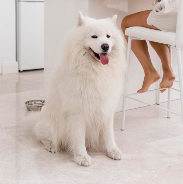 「微笑天使」薩摩耶犬照顧攻略!6大療癒特點超受歡迎,飼養注意事項&健康問題一次看