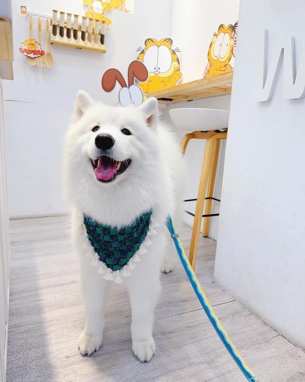 「微笑天使」薩摩耶犬照顧攻略!6大療癒特點超受歡迎,飼養注意事項&健康問題一次看