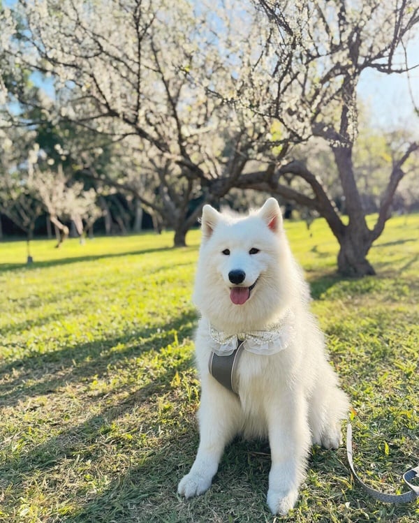 「微笑天使」薩摩耶犬照顧攻略!6大療癒特點超受歡迎,飼養注意事項&健康問題一次看