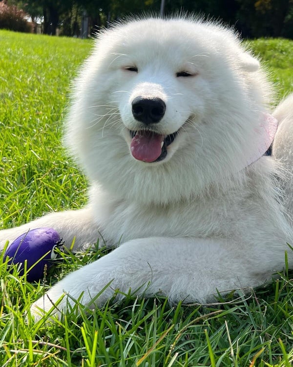 「微笑天使」薩摩耶犬照顧攻略!6大療癒特點超受歡迎,飼養注意事項&健康問題一次看