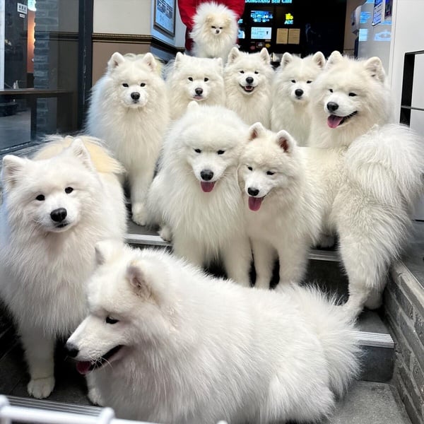 「微笑天使」薩摩耶犬照顧攻略!6大療癒特點超受歡迎,飼養注意事項&健康問題一次看
