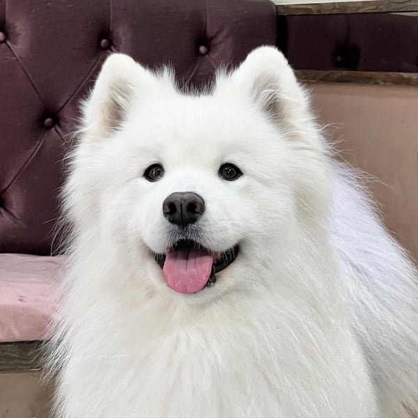 「微笑天使」薩摩耶犬照顧攻略!6大療癒特點超受歡迎,飼養注意事項&健康問題一次看