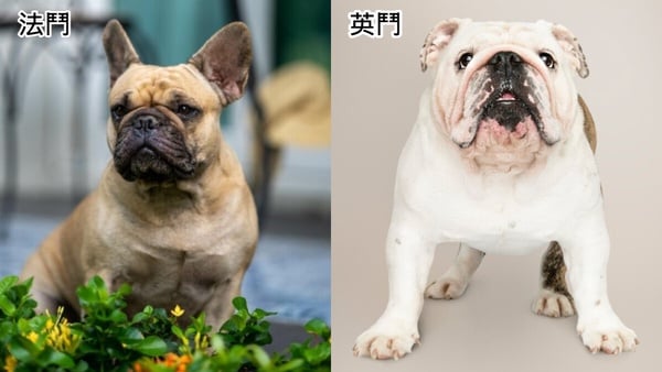 法鬥好養嗎？「外表蠢萌卻有大肌肉」超惹人愛，飼養法鬥前必知這些注意事項＆健康問題