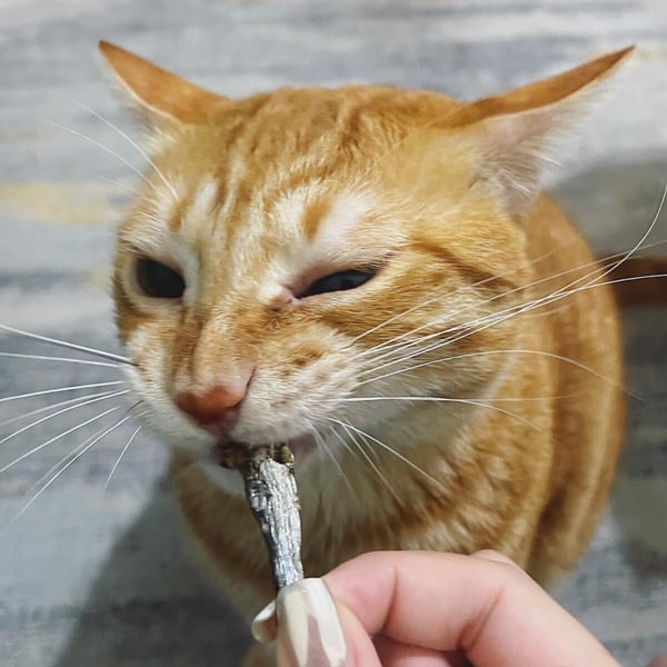 十隻橘貓九隻胖！看似好吃懶動的「橘貓」其實很聰明，橘貓特色＆飼養注意事項一次看