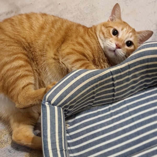 十隻橘貓九隻胖！看似好吃懶動的「橘貓」其實很聰明，橘貓特色＆飼養注意事項一次看