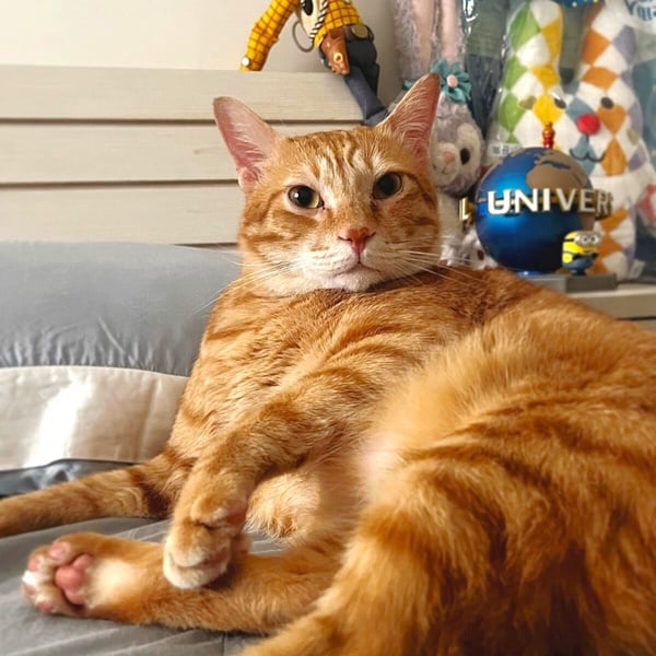 十隻橘貓九隻胖！看似好吃懶動的「橘貓」其實很聰明，橘貓特色＆飼養注意事項一次看