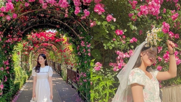 夏日限定玫瑰季打卡美食、景點推薦!倫敦絕美、首爾CP值高,神好吃玫瑰三明治就在台北