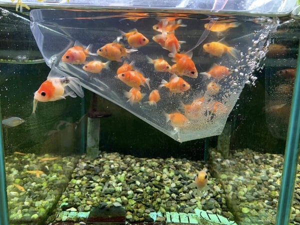 七夕情人節台北新北情侶約會地標景點推薦15：水族街