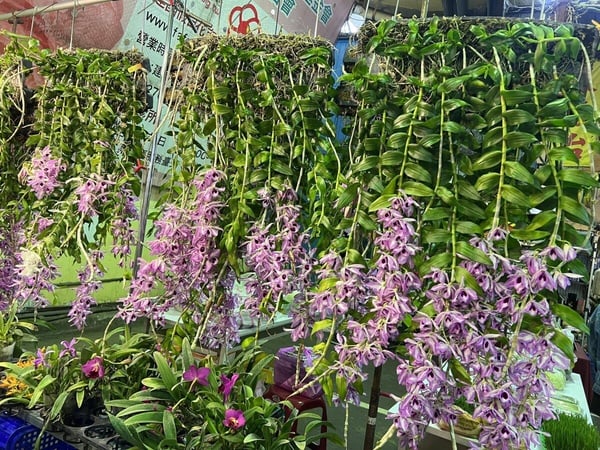 七夕情人節台北新北情侶約會地標景點推薦4：建國假日花市