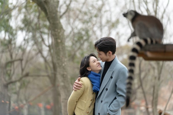 10部Netflix沒播但「真值得追」甜寵陸劇!《私藏浪漫》好看,還有2部錯過可惜的黑馬劇
