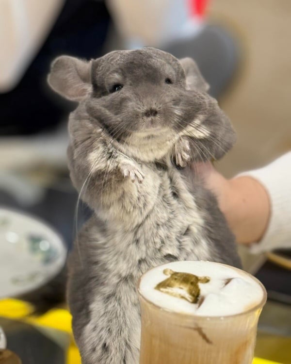 龍貓咖啡廳打卡勝地網美牆與美食