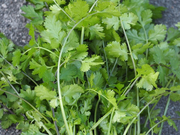 討厭香菜和基因有關？「香菜」營養功效與禁忌：為何有人愛香菜，有人卻無法接受