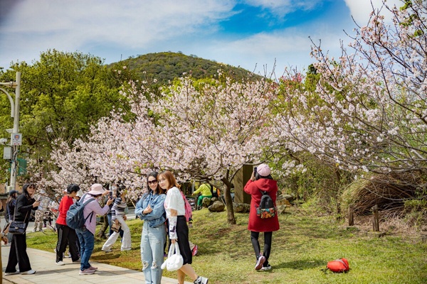 2025全台賞櫻景點整理，大熊櫻花林、拉拉山、武陵農場等，值得一睹風采的粉紅仙境！