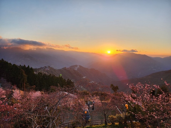 2025全台賞櫻景點整理，大熊櫻花林、拉拉山、武陵農場等，值得一睹風采的粉紅仙境！