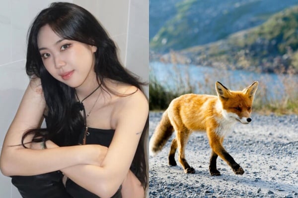你知道自己像什麼動物嗎？MBTI人格「對應的動物」公開！ISFP完全是卡皮巴拉！