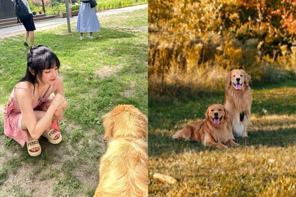 你知道自己像什麼動物嗎？MBTI人格「對應的動物」公開！ISFP完全是卡皮巴拉！