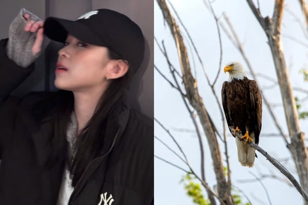 你知道自己像什麼動物嗎？MBTI人格「對應的動物」公開！ISFP完全是卡皮巴拉！