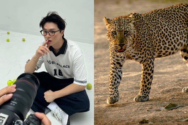 你知道自己像什麼動物嗎？MBTI人格「對應的動物」公開！ISFP完全是卡皮巴拉！