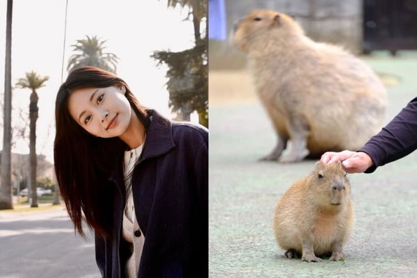 你知道自己像什麼動物嗎？MBTI人格「對應的動物」公開！ISFP完全是卡皮巴拉！